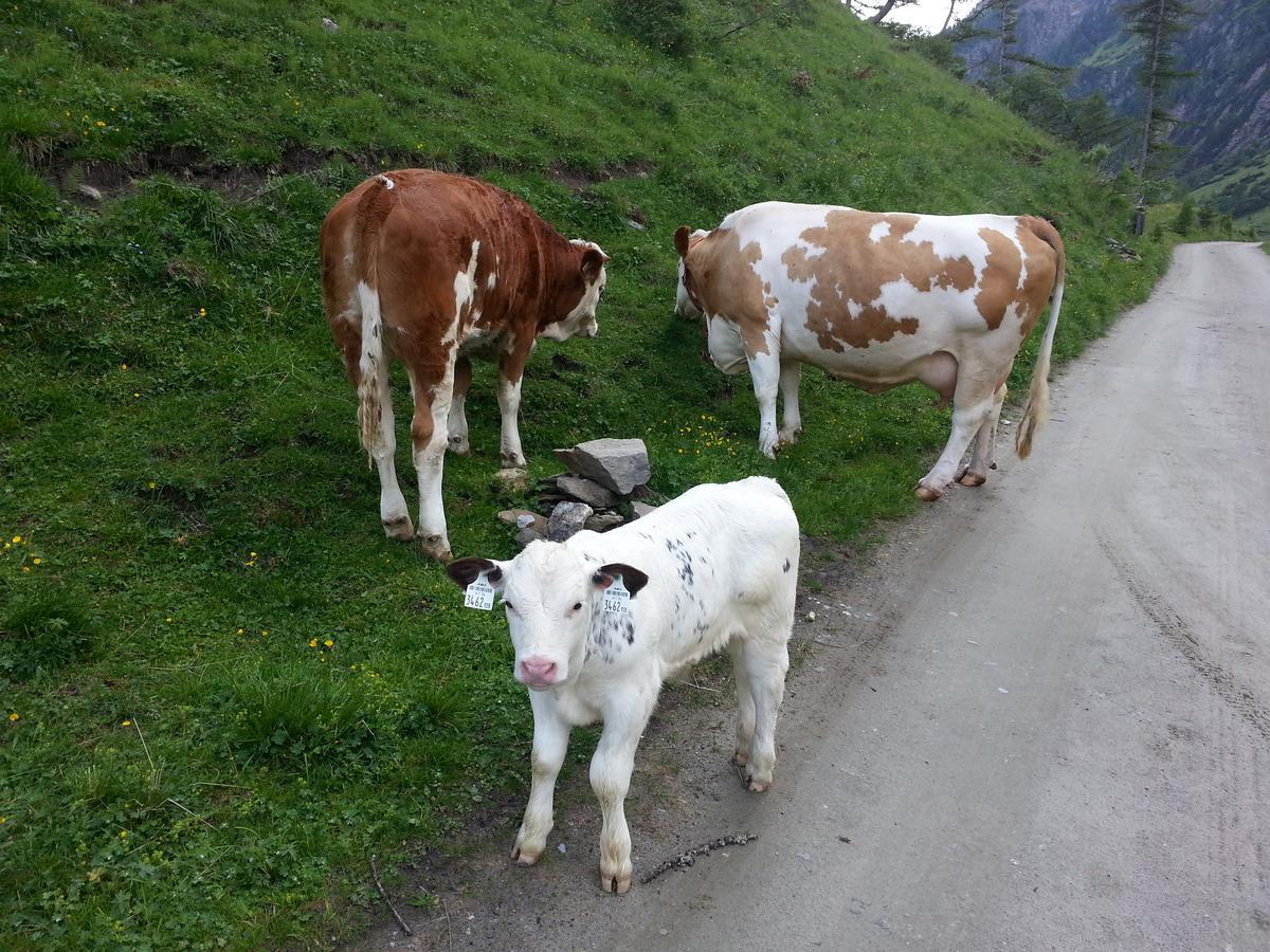乌苏拉之家公寓 Kals-am Großglockner 外观 照片